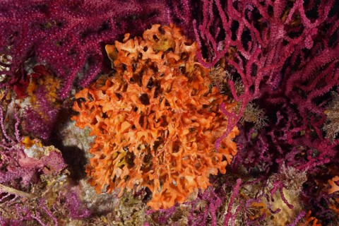 Orange spiked sponge (Acanthella acuta) nestled in a dense, purple coral landscape in the