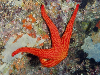 Orange starfish (Hacelia attenuata) on a colorful reef underwater in the Mediterranean near Hyères,