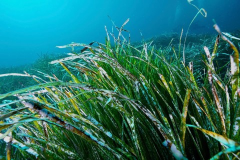 Close-up of seagrass, Neptune grass (Posidonia oceanica), underwater growing in the ocean, in the