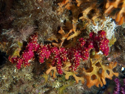 Vivid red coral structure with organic growth, Mediterranean sea hand (Alcyonium acaule), in an