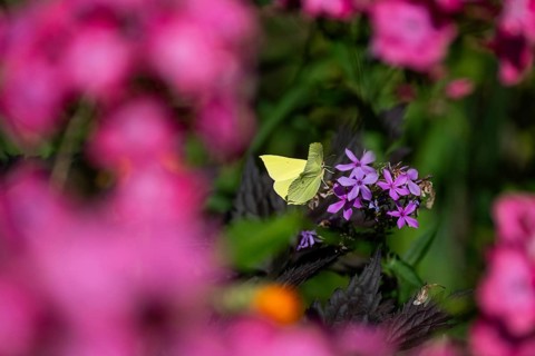 Lemon butterfly (Gonepteryx rhamni) sits on purple flowers of a flame flower or phlox, Finland