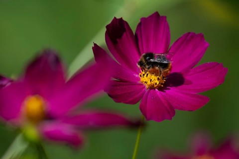Bumblebee collects nectar on a pink jewelry basket (Cosmos bipinnatus), Finland