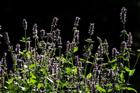 East Asian giant hyssop (Agastache rugosa), also Korean mint, Finland