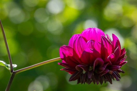 Pink dahlia (Dahlia), Finland