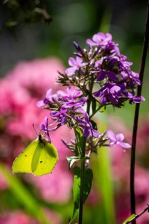 Lemon butterfly (Gonepteryx rhamni) sits on purple flowers of a flame flower or phlox, Finland