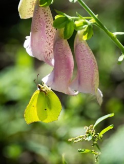 Lemon moth (Gonepteryx rhamni) hangs on the flower of a foxglove (Digitalis), Finland