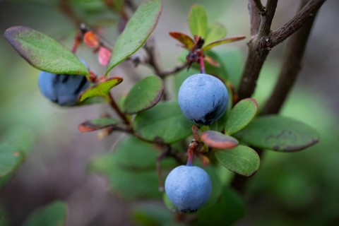 Blueberry, also blueberry (Vaccinium myrtillus), forest, Sweden