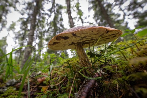 Large mushroom on moss-covered forest floor, forest near Sunne, Sweden