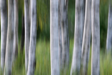 Birch trunks, white bark, birch (Betula), wiping, forest, Sweden