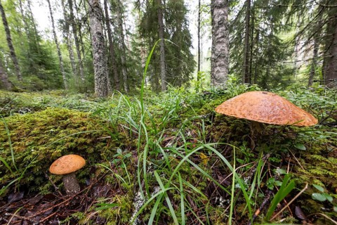 Large mushrooms on moss-covered forest floor, forest near Sunne, Sweden