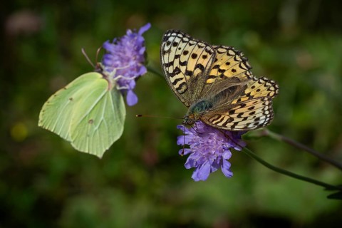 Lemon butterfly (Gonepteryx rhamni) and fiery pearl butterfly (Fabriciana adippe) on purple