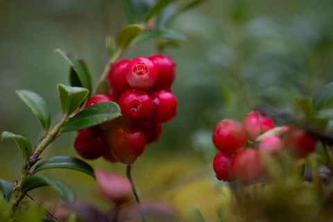 Ripe cranberries (Vaccinium vitis-idaea), forest, Sweden