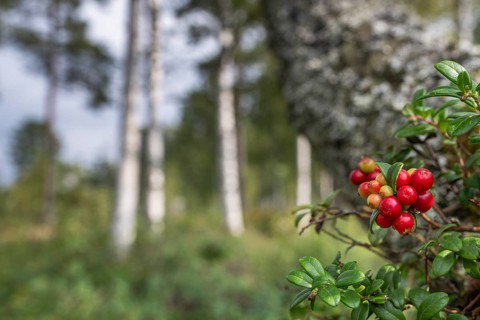 Cranberries (Vaccinium vitis-idaea), mossy forest soil, birch forest, Sweden