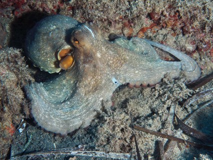 Octopus, common octopus (Octopus vulgaris), on the seabed surrounded by sediment in the