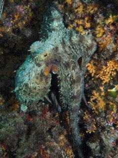 Octopus, common octopus (Octopus vulgaris) hidden in a rocky and algae-covered underwater
