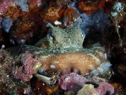 Octopus, common octopus (Octopus vulgaris), perfectly camouflaged in the rocky underwater
