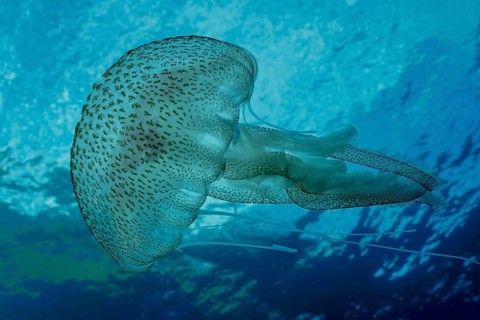 A jellyfish (Pelagia noctiluca) floats under water in the Mediterranean Sea near Hyères, Giens