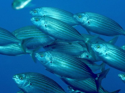 A swarm of striped fish, gold welts (Sarpa salpa), swims synchronously in deep blue water in the