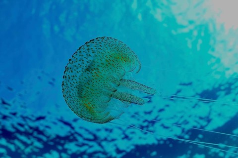 Shimmering jellyfish (Pelagia noctiluca) floats in blue water in the Mediterranean near Hyères,