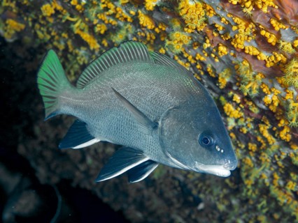 A sea raven (Sciaena umbra) floats next to yellow crustal anemones in the Mediterranean near