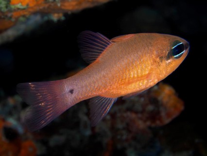 A bright orange fish, mullet king (Apogon imberbis), swims through the dark underwater world in the