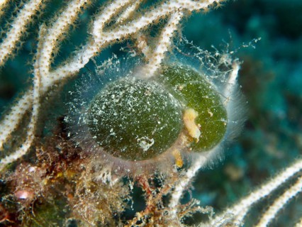 Two green specimens of sea ball, ball algae (Codium bursa), algae, with fine hairs in the