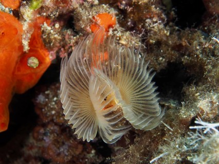 A filigree smooth calcareous tubular worm (Protula tubularia) with delicate, fan-like structure in