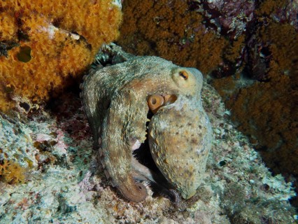 Octopus, common octopus (Octopus vulgaris), skillfully camouflaged in a structured environment of a