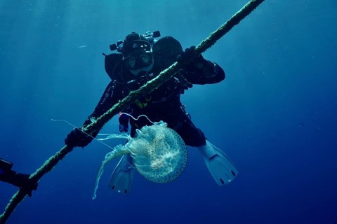 A diver discovers a jellyfish (Pelagia noctiluca) and clings to a rope in the Mediterranean near
