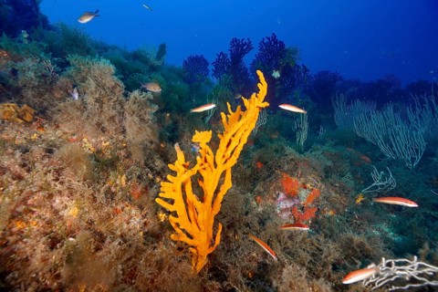A lively reef with orange structures, holey antler sponge (Axinella polypoides), sea sponge, and