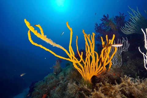 Underwater view of orange holey antler sponge (Axinella polypoides), sea sponge, in light.
