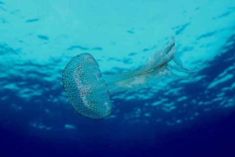 A jellyfish (Pelagia noctiluca) floats calmly in the turquoise water of the ocean in the