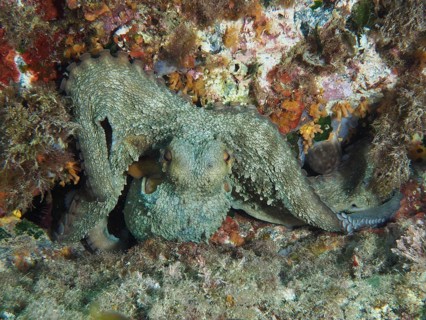 Octopus, common octopus (Octopus vulgaris) camouflaged in a rocky underwater landscape in the