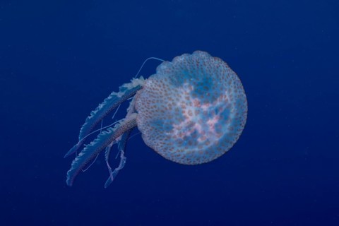 A jellyfish (Pelagia noctiluca) swims with gentle movements underwater in the Mediterranean near