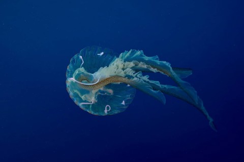 A jellyfish (Pelagia noctiluca) floats with long tentacles in the Mediterranean near Hyères, Giens