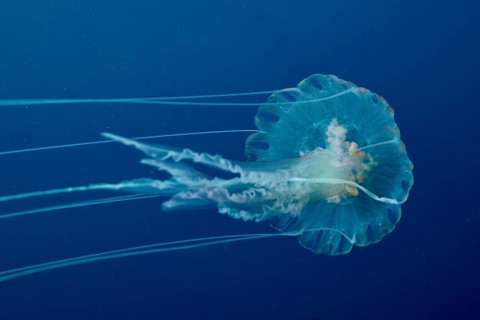 Transparent jellyfish (Pelagia noctiluca) floats gently across the Mediterranean near Hyères, Giens
