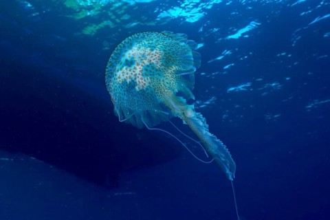A shimmering jellyfish (Pelagia noctiluca) glides elegantly through the deep subtle blue water in