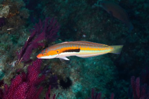 A colorful mermaid (Coris julis) swims next to vivid purple corals in the Mediterranean near