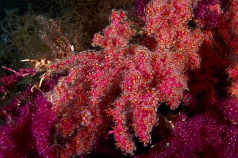 Crust-forming leather coral (Parerythropodium coralloides) on a color-changing gorgony (Paramuricea