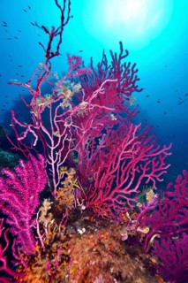 Vivid color-changing gorgonia (Paramuricea clavata) in the blue ocean under bright sunlight in the