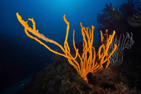 Bright orange holey antler sponge (Axinella polypoides), sea sponge, rising in a deep blue