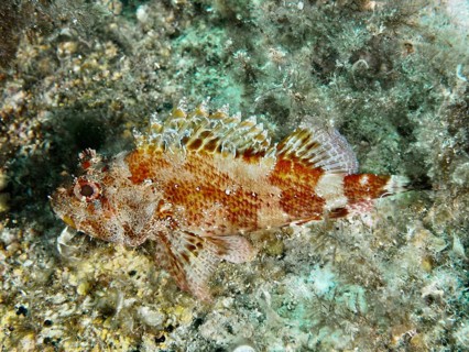 A Madeira dragon head (Scorpaena maderensis), with earthy colors on the reef floor in the