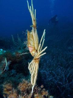 Egg capsule of large spotted cat shark (Scyliorhinus stellaris) attached to white gorgony