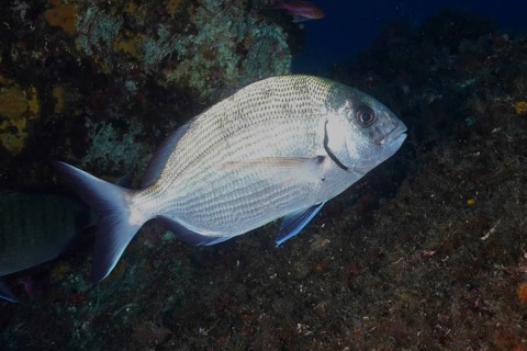Silver-colored fish, large goat bream (Diplodus sargus sargus), swimming near a rocky underwater