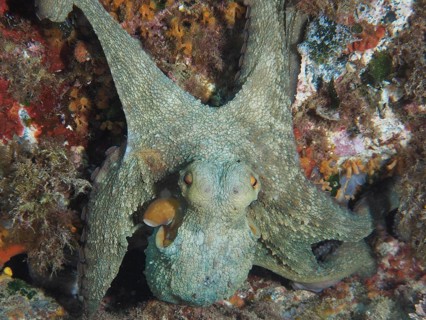 Octopus, common octopus (Octopus vulgaris), with outstretched arms in a rocky environment in the