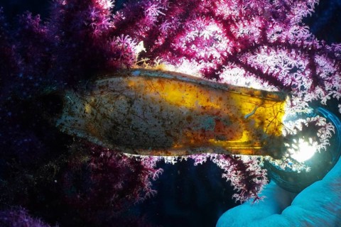 Backlit egg capsule of large spotted cat shark (Scyliorhinus stellaris) . The embryo is easy to see