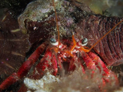 Close-up of Great Red Hermit Crab (Dardanus calidus) with focused eyes and long tentacles in the