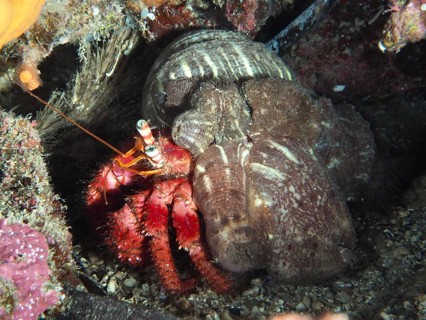 A large red hermit crab (Dardanus calidus) with a bright red body in a protected marine environment