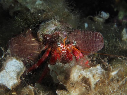 A large red hermit crab (Dardanus calidus) with prominent eyes and brown sea anemones on the seabed