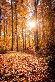 Autumn forest with golden leaves and sunlight falling through the trees, Gechingen, Germany